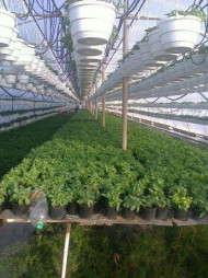 Теплиця з обігрівом та автополивом